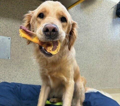 Larry sits on a large blue bed. He is holding a multi color nylabone in his mouth while looking at the camera.