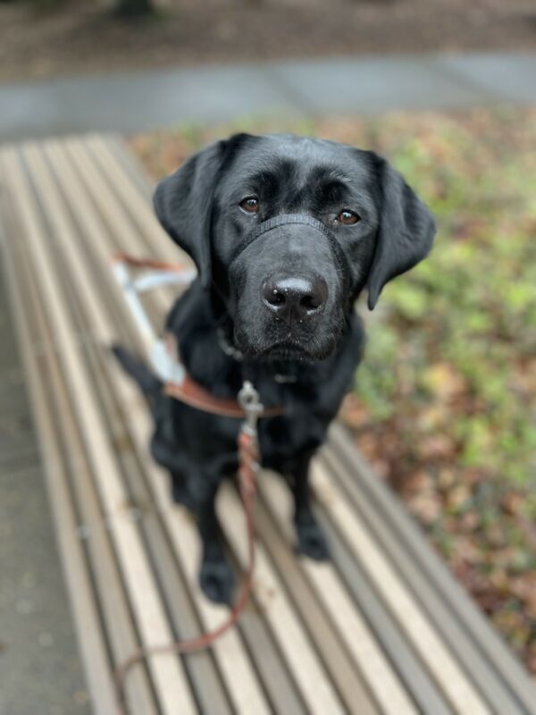 Larson is sitting on a bench while wearing his head collar and harness. He is looking up at the camera.