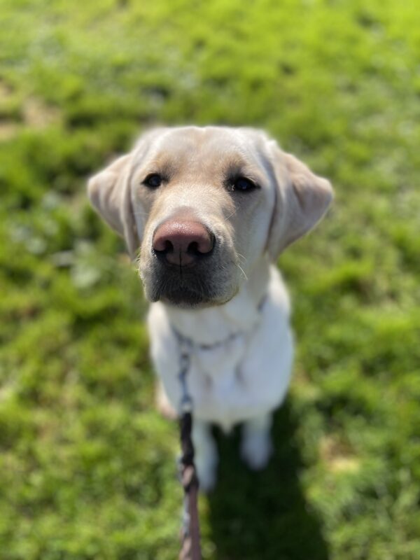 Laurie sits in a field of green grass with her pink nose shining in front of the camera.