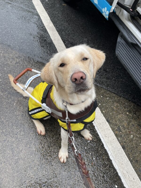 Laurie sits facing the camera in a yellow rain jacket in harness on a rainy day.