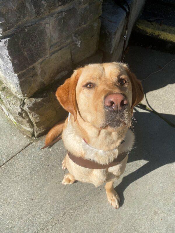 Lily, a female yellow Lab, looks up at the camera while sitting in harness. There is a brick structure behind her.