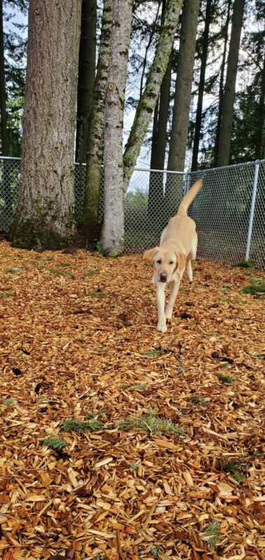 Mira is running in a fenced wooded area. She is bounding towards the camera, with her back legs, hips and tail still up in the air.