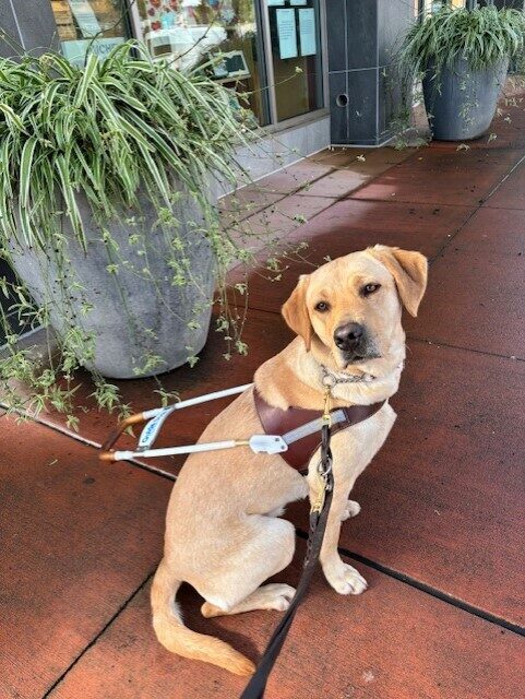Moonlight sits on a brick path in harness. There is a plant visible behind her. This is a profile view of her body but she is turning her head to look at the camera.
