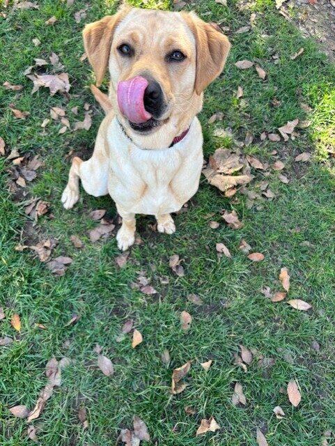 Moonlight sits on grass looking at the camera. The picture is caught mid-lick. She is licking her lips after a tasty treat!