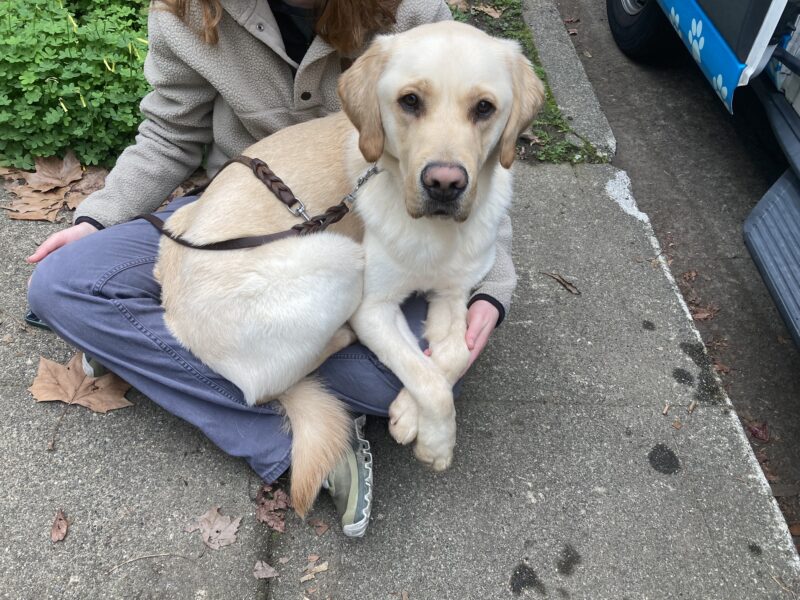Handler is seated cross legged on the ground with Noah laying across her lap looking up at the camera contently with paws crossed over her knee.