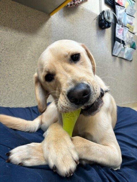 North is laying on a blue bed and chewing a green West Paw toy. His paws are crossed and he is looking at the camera.