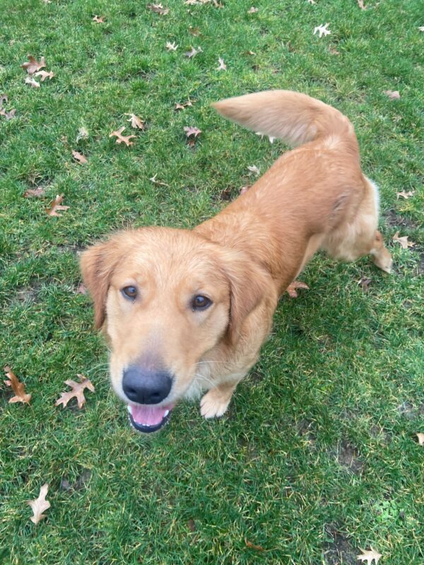 Golden Retriever/Labrador Retriever cross Oatmeal stands in a grassy area with scattered leaves on the Oregon campus. She has just finished running around so her mouth is open with her tongue slightly out as she looks up at her handler.