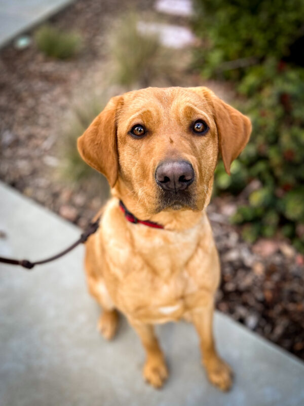 Close-up of redheaded Olivia sitting at attention on a pathway
