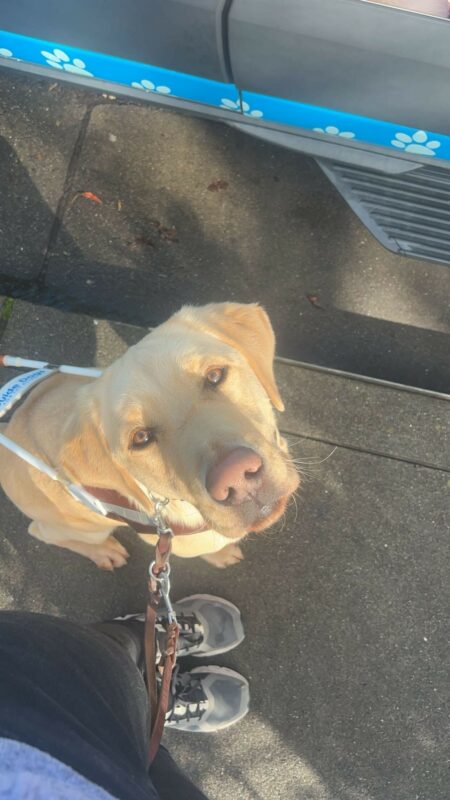 Oski sits in his GDB harness on the sidewalk. His light brown eyes and pink nose are looking up towards the camera.