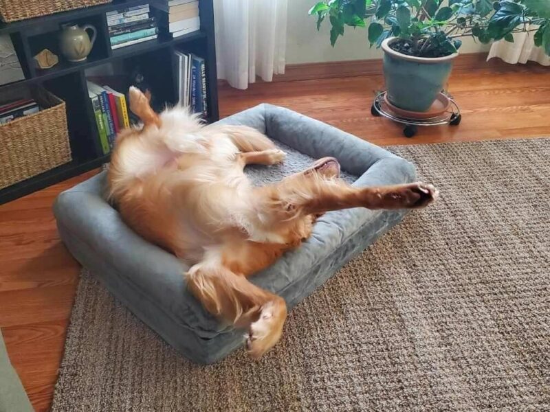 Pancake rolls on his back on a blue dog bed with his paws in the air.