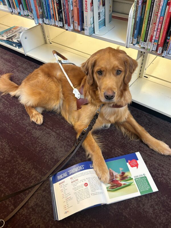 Pancake lies on a library floor in front of a shelf full of books while wearing his brown leather harness. There is a book laying open under one of his front paws as if he is looking at a particular page. The book page lists a recipe for