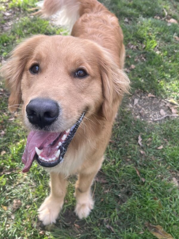 Peter is in a grass play yard. He is staring up at the camera with his tongue hanging out of the side of his mouth.