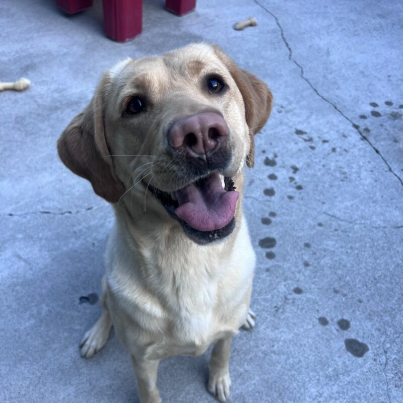 Pomme is sitting in community run with play structures and Nylabones in the background. She is gazing happily up at the camera.
