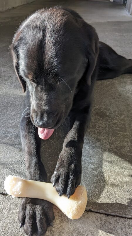 Rafa lays in CR with a bone between his paws. He is staring down at it with his tongue poking out as if he is sticking out his tongue at the toy. The sun is hitting him just right to make the brown in his fur come out on the top of his head, muzzle and legs.