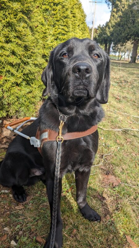 Black lab Rafa sits in his harness on the grass. Behind him to the left are a line of trees and to the right a park stretches out.