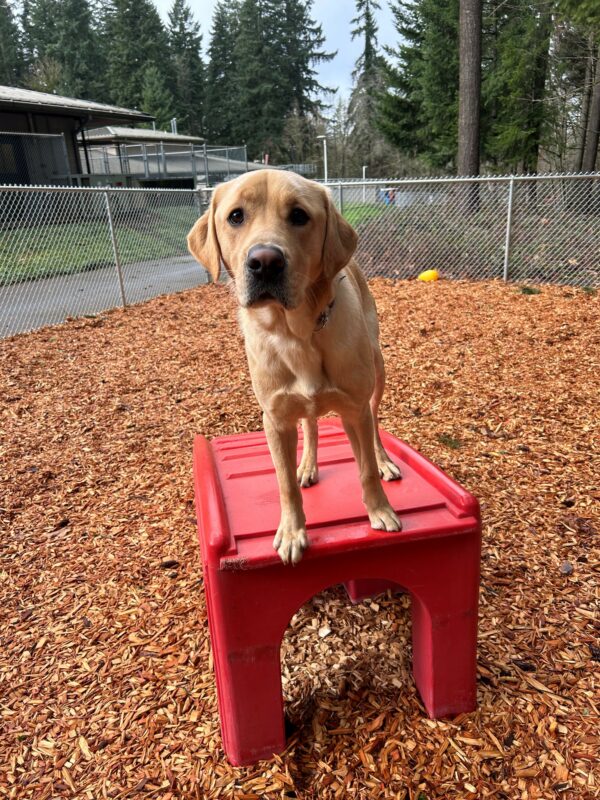 Renoir stands on a piece of red play equipment in a play yard full of bark chips, while looking into the camera.