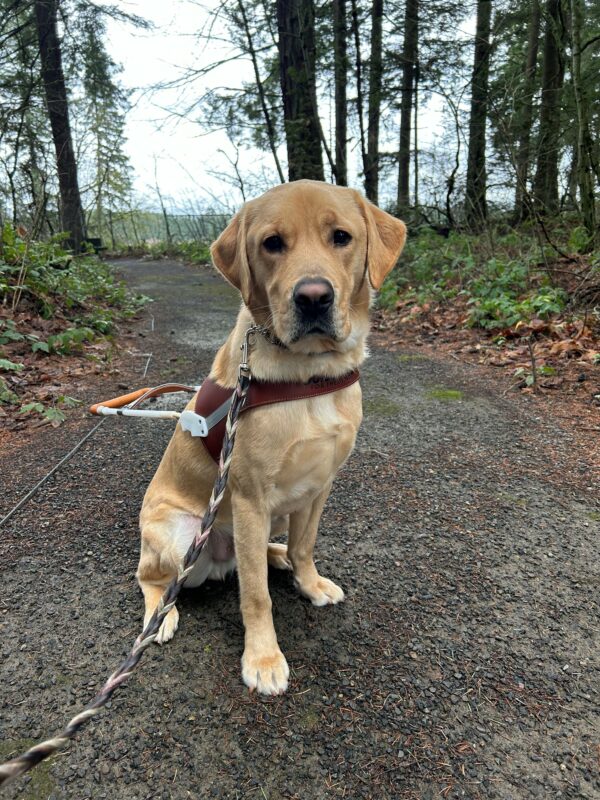 Renoir sits on a gravel trail with a wooded background. He is wearing his brown leather harness, looking into the camera.