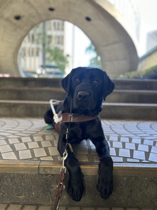 Reva is laying on a step with the city behind her while calmly laying in harness and looking directly at the camera.