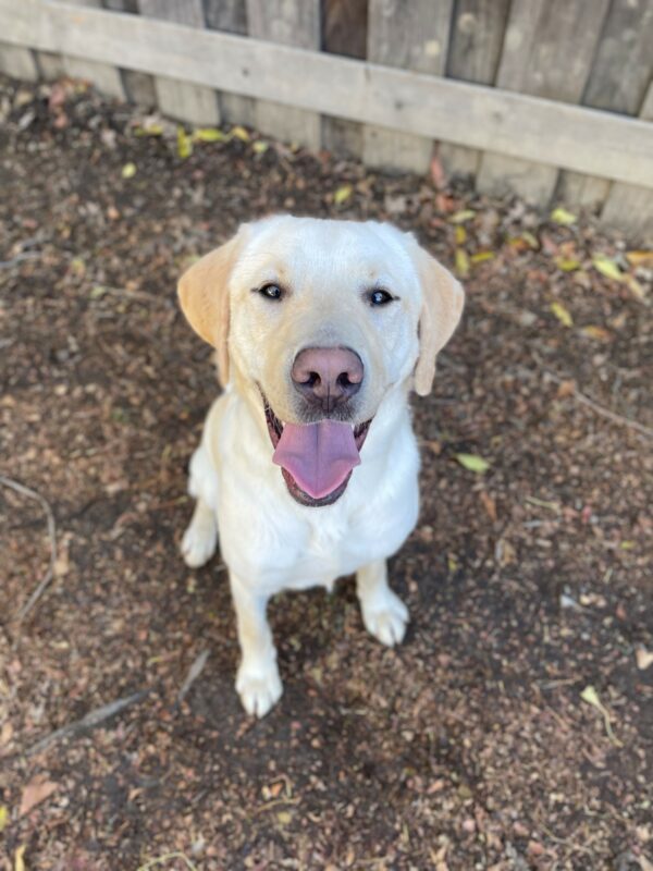 Rodeo is pictured sitting in one of our play paddocks. He is looking up at the camera with his tongue out too.