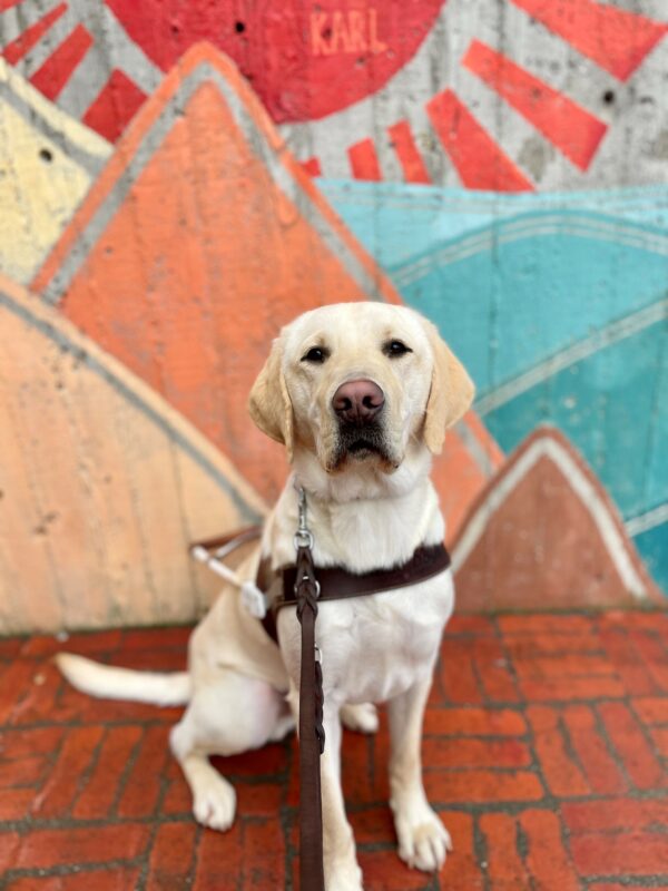 Rodeo is sitting in harness as he looks towards the camera. There is a painted wall with multi-colored mountains and a red sun behind him.