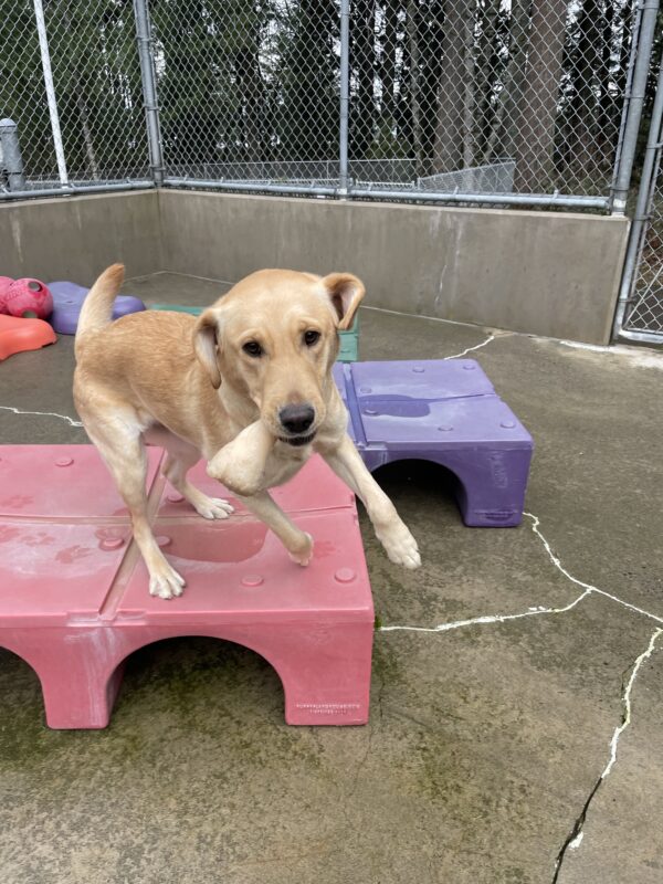 A yellow Labrador Retriever, Roo, is jumping off a red plastic platform towards the camera. She has a bone toy in her mouth and her ears are flapping in the wind. The background is the concrete community run area with other plastic platforms scattered around.
