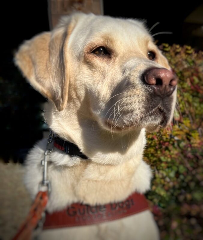 Sailor is wearing her guide dog harness and looking off past the camera.