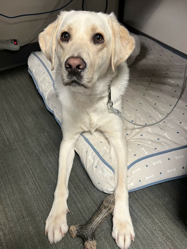 Sailor is laying on a soft bed with a bone in between her front legs. She is staring up at the camera.