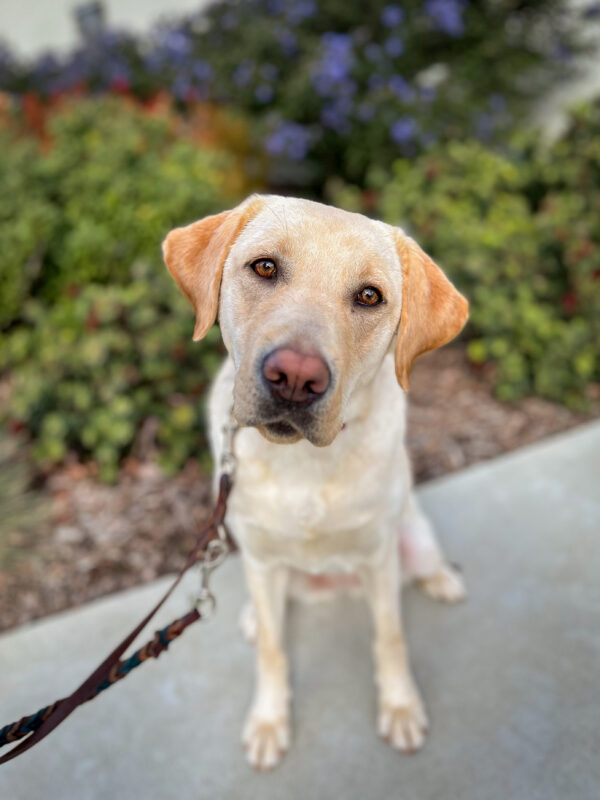 Seattle gives an alert head tilt at the camera while sitting on a path in front of colorful plants