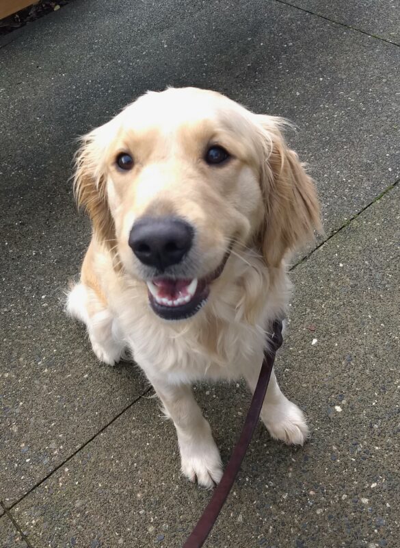 Golden girl Sicily is sitting down and smiling up at the camera.