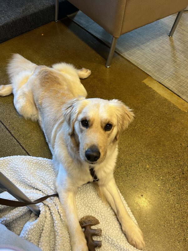 Stephi partially lays on a fleece mat with a benebone in between her front paws. Her back legs are splayed out behind her as she looks up at her handler.