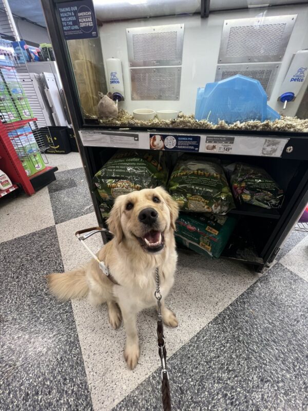 Stephi appears to be smiling at the camera wearing her guide dog harness while inside of a Petco. In the background, is a hairless guinea pig