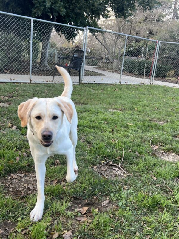 Thimble is in a grass play-yard. She is running up to the camera.