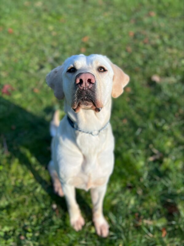 Tilden, a male yellow lab, sits on grass. He is looking up towards the camera.