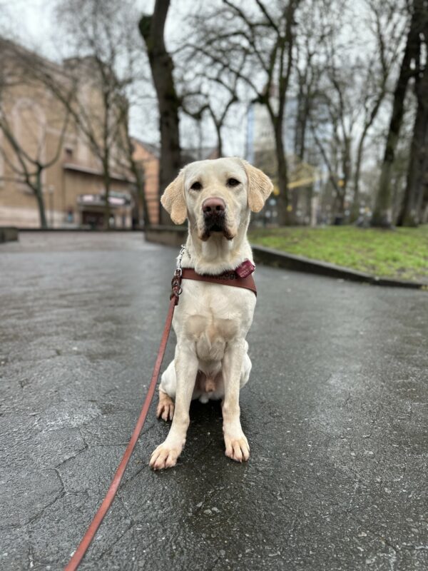 A male yellow lab named Tilden sits on a concrete sidewalk in downtown Portland. There are trees and building in the background. Tilden is looking towards the camera and is wearing his guide dog harness.