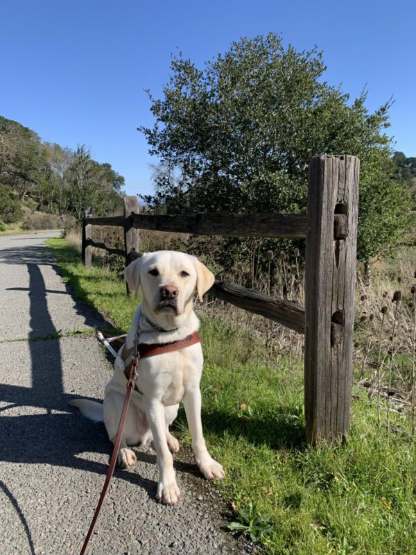 Titan sits in harness next to a fence post on a rural road with bright skies and green grass surrounding him.