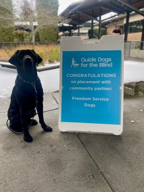 Tobago sitting next to a blue sign congratulating him on being selected for Freedom Service Dogs.