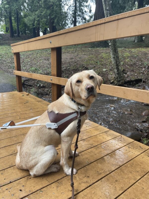 Veruca is sitting on a wooden bridge in a forest area. She is wearing a harness and looking at the camera.