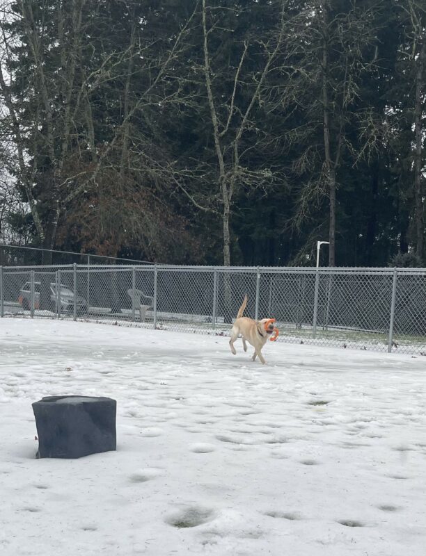 Veruca is running around in a snow-covered play area. She has a orange toy in her mouth.