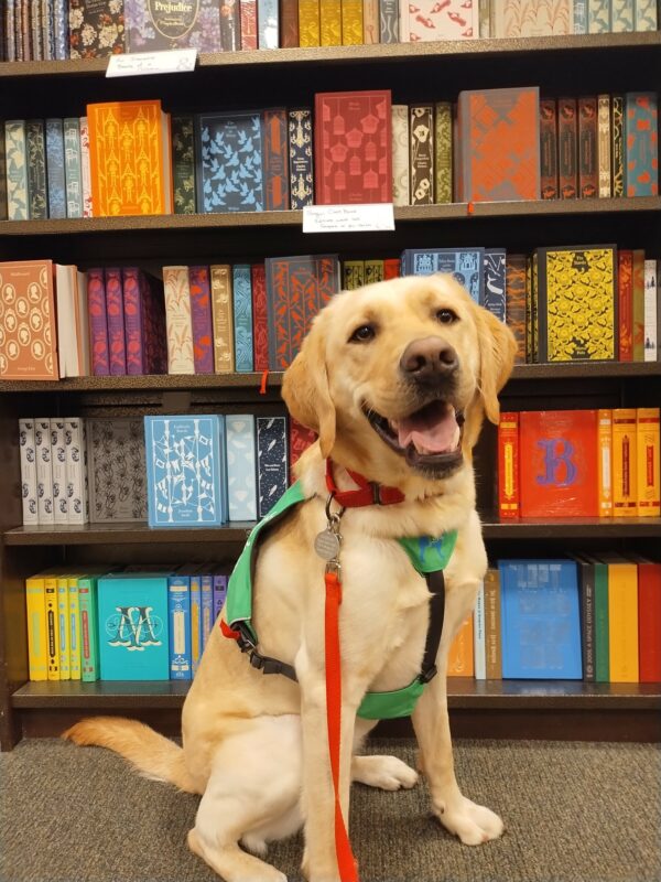 Yellow Lab Veteran wearing his green service vest sitting in front of a shelf full of brightly colored books.