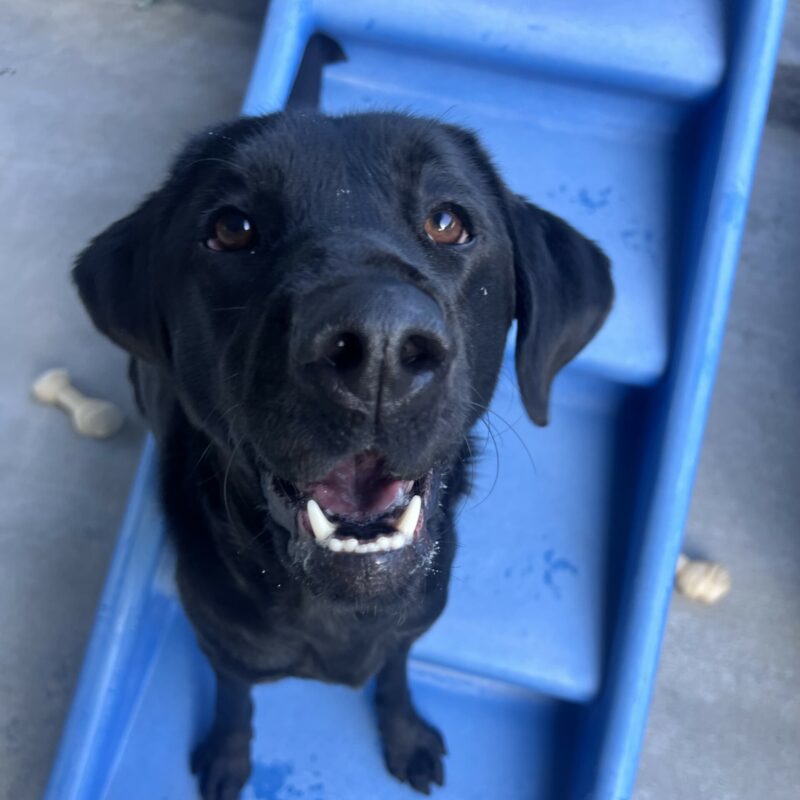 Wavy is sitting on a blue play structure in the play yard with several Nylabones in the background. She is looking up at the camera with her mouth open in a happy smile.