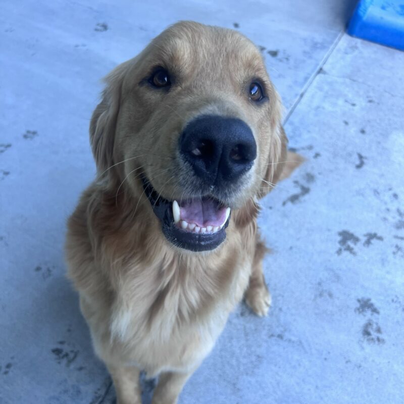 Willard is sitting in a play yard. His mouth is open in a smile and he is gazing up at the camera.