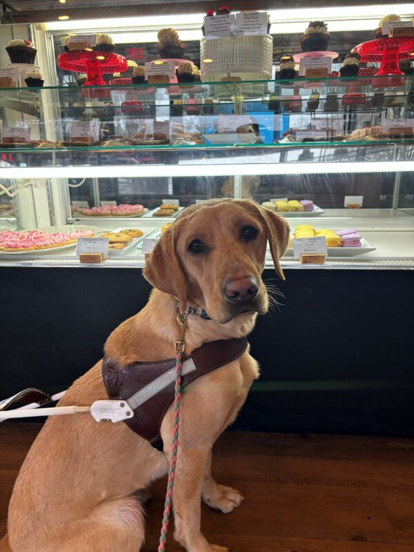 A yellow lab in harness sits in front of a bakery display, wet from rain. Behind her are shelves filled with pastries for Valentine's Day.