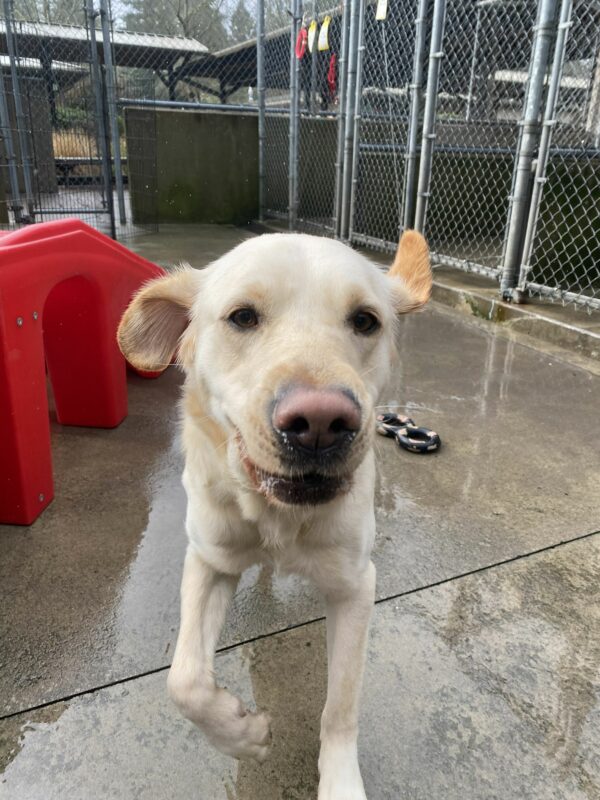 Female yellow lab/golden cross, Celine, runs towards the camera in one of our community run areas. Her mouth is slightly open, and her ears are flapping as she runs. A red plastic play structure is in the background.