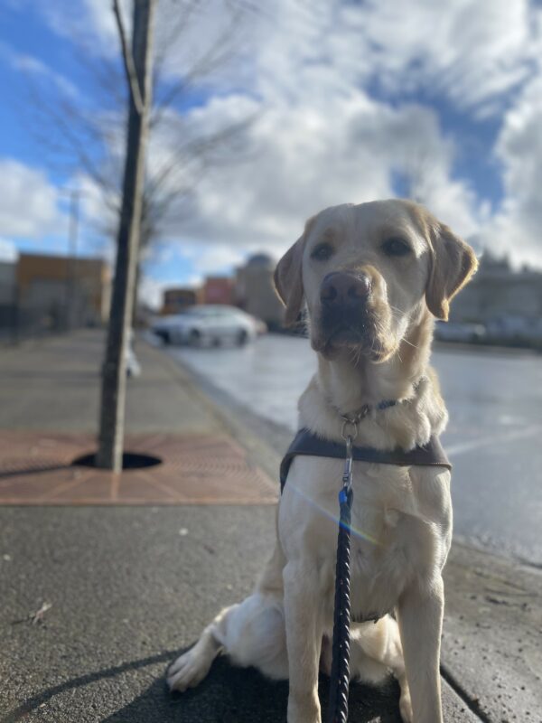 Female yellow lab/golden cross, Celine, sits on a sidewalk in her GDB harness. She looks at the camera with a stoic expression. The sun shimmers on her fur.