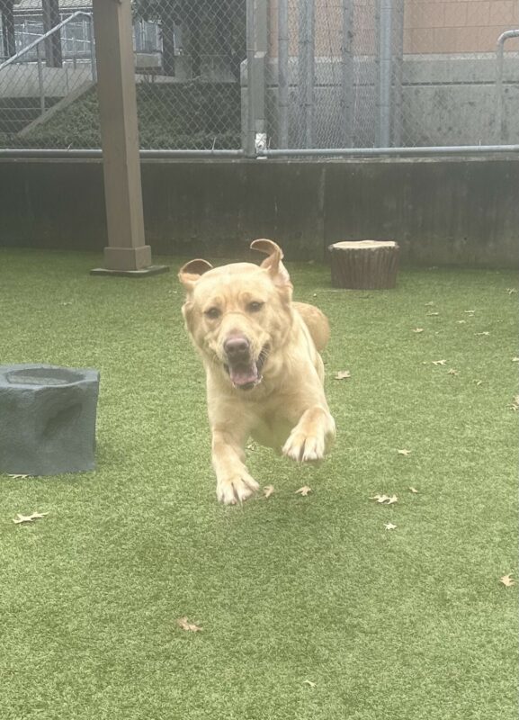 Gwendolyn runs toward the camera in a grassy free-run area. All four of her paws are off the ground, her ears are flapping back in the wind and her mouth is open with her tongue out.