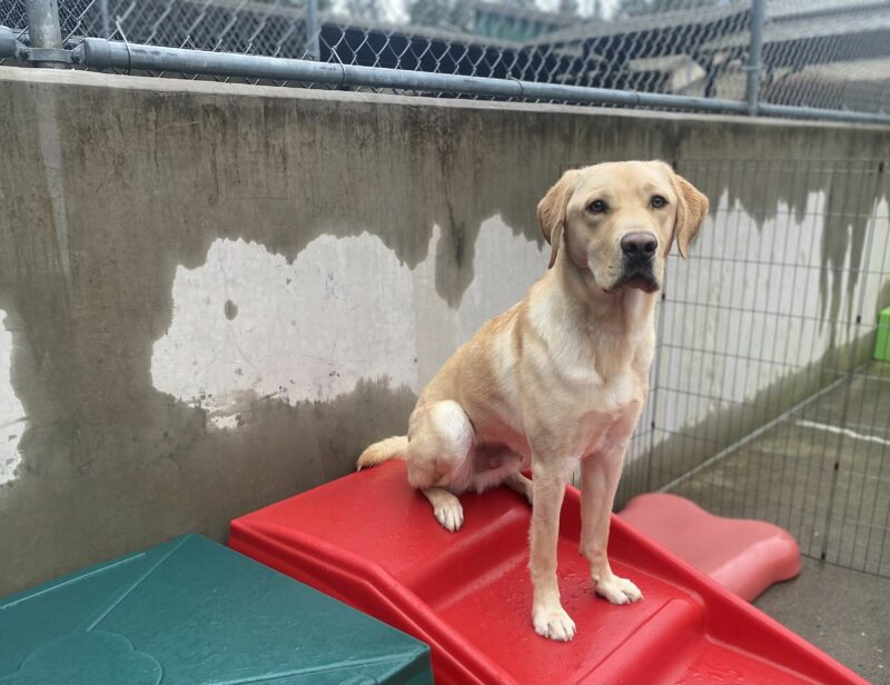 Male yellow lab, Jambo, sits on a red plastic play structure in one of our community run areas. He looks at the camera with a relaxed expression.