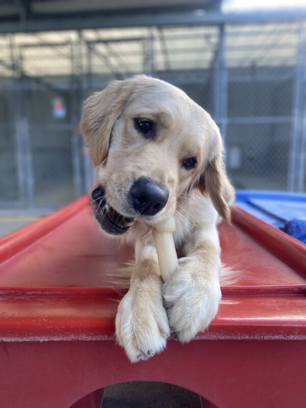 Meadow is lying down on a red plastic play structure. She is holding a Nylabone between her front paws and has been caught mid-chew as she looks at the camera.