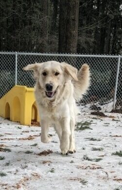 Strawberry runs toward the camera in a snowy free run area. Her mouth is partially open and her ears are flopping slightly. There is a yellow play structure and cyclone fencing behind her and large evergreen trees in the background.