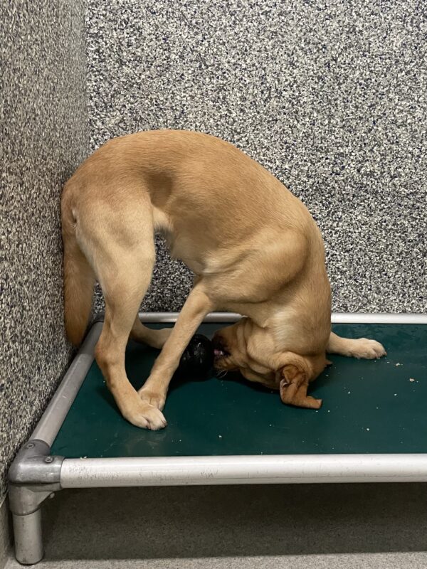 Bea is standing on a green Kurunda bed, but her head is completely upside down, forehead touching the bed, as she licks at a black Kong that is underneath her torso; there are small crumbs of food all over the bed.