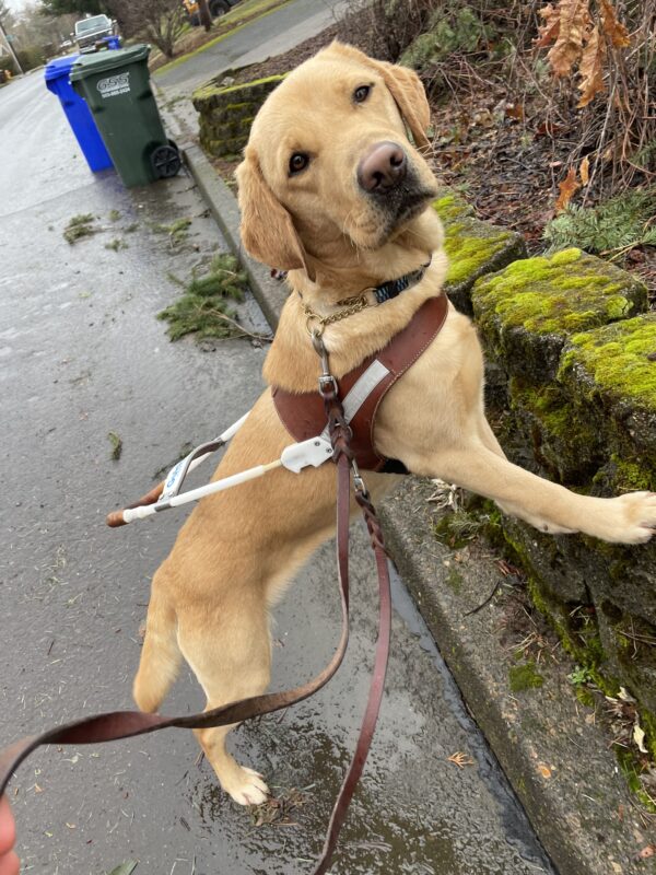 Bea is wearing her harness and proudly using her front two feet to target a low, moss covered wall at a curb edge during a sidewalkless route.